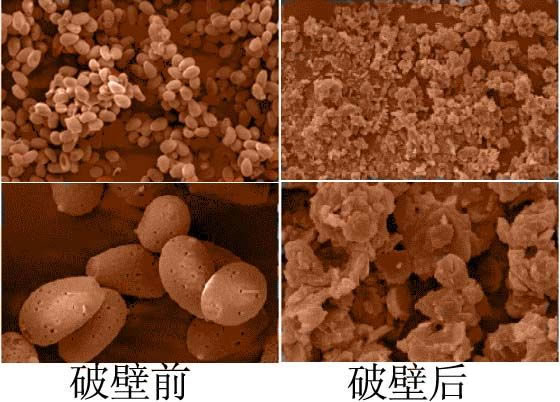 破壁灵芝孢子粉破壁率重要吗?-第1张图片-破壁灵芝孢子粉研究指南 破壁灵芝孢子粉破壁率重要吗?-第1张图片-破壁灵芝孢子粉研究指南