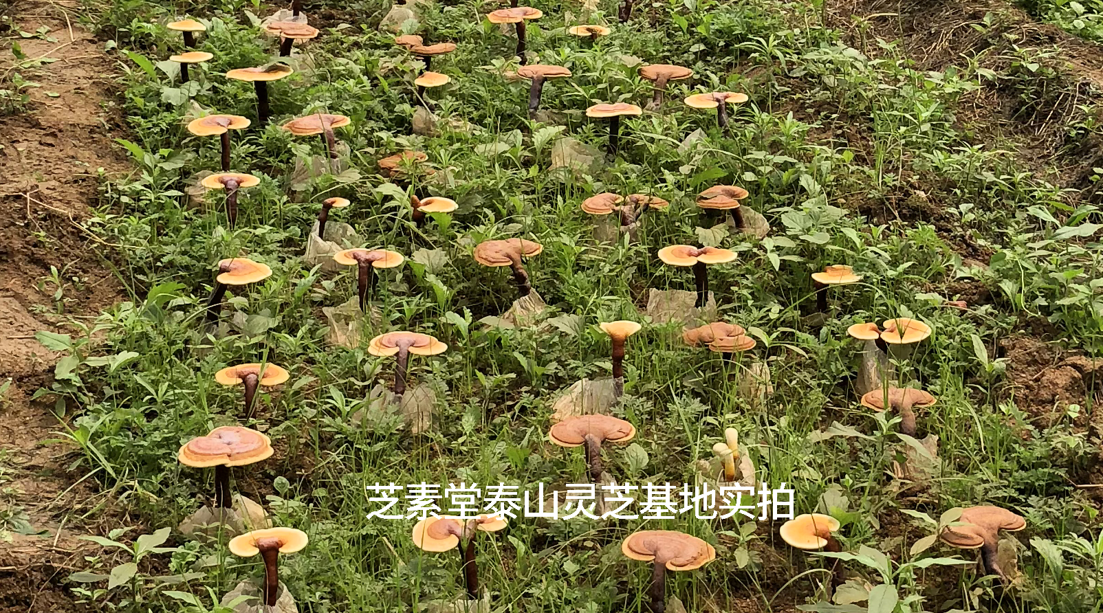 头道灵芝孢子粉是怎么回事？ 头道灵芝孢子粉更好吗？-第1张图片-破壁灵芝孢子粉研究指南