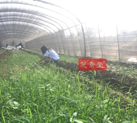 芝素堂灵芝孢子粉怎么样-第2张图片-破壁灵芝孢子粉研究指南 芝素堂灵芝孢子粉怎么样-第2张图片-破壁灵芝孢子粉研究指南