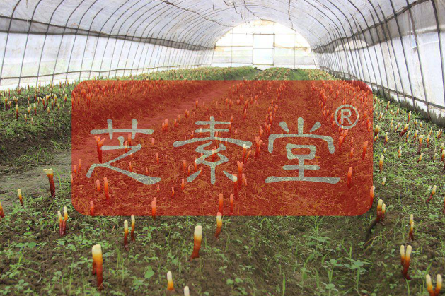 芝素堂灵芝孢子粉怎么样-第3张图片-破壁灵芝孢子粉研究指南 芝素堂灵芝孢子粉怎么样-第3张图片-破壁灵芝孢子粉研究指南