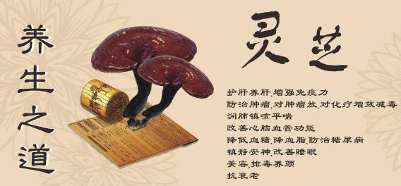 怎么选灵芝孢子粉?99%的人不知道-第1张图片-破壁灵芝孢子粉研究指南 怎么选灵芝孢子粉?99%的人不知道-第1张图片-破壁灵芝孢子粉研究指南