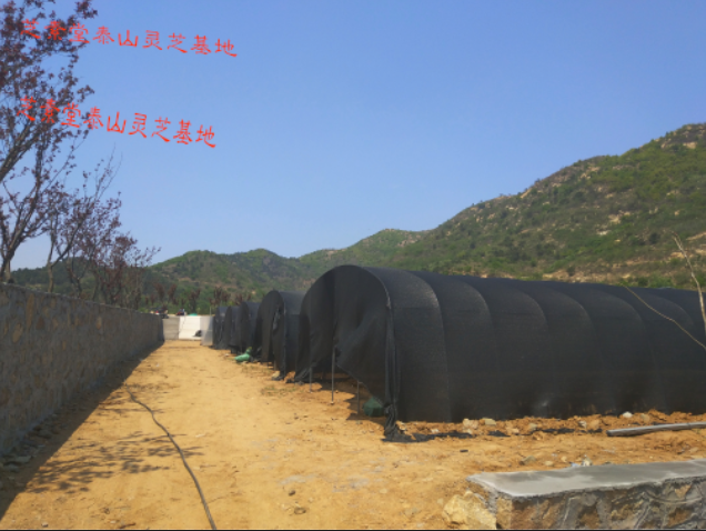  那个牌子的灵芝孢子粉好？-第3张图片-破壁灵芝孢子粉研究指南