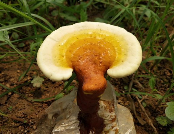 灵芝孢子粉治疗心脑血管病吗？心脑血管疾病“泛滥成灾”，不妨提早试试灵芝和孢子粉！-第4张图片-破壁灵芝孢子粉研究指南