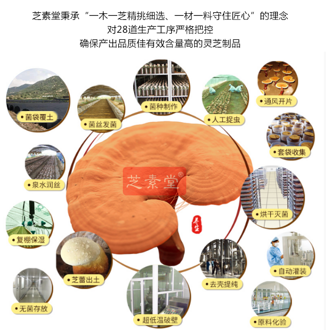 灵芝孢子粉的作用提升免疫力,从看懂灵芝孢子粉开始-第2张图片-破壁灵芝孢子粉研究指南 灵芝孢子粉的作用提升免疫力,从看懂灵芝孢子粉开始-第2张图片-破壁灵芝孢子粉研究指南