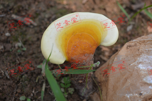 扁桃体发炎吃什么消炎药比较好？-第1张图片-破壁灵芝孢子粉研究指南