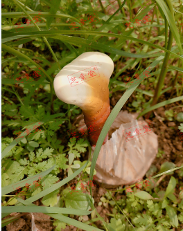 化疗白细胞低吃什么补得快而且效果又好？-第1张图片-破壁灵芝孢子粉研究指南