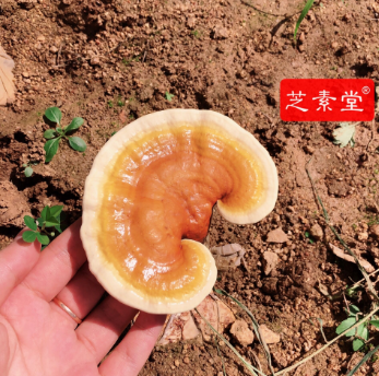 化疗前吃什么好增加病人耐受能力？-第1张图片-破壁灵芝孢子粉研究指南