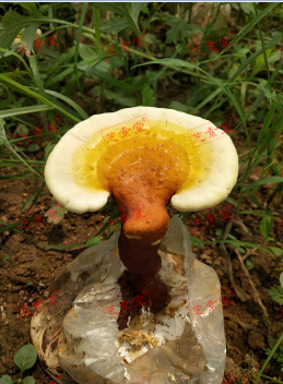 失眠吃什么比较好呢？-第1张图片-破壁灵芝孢子粉研究指南