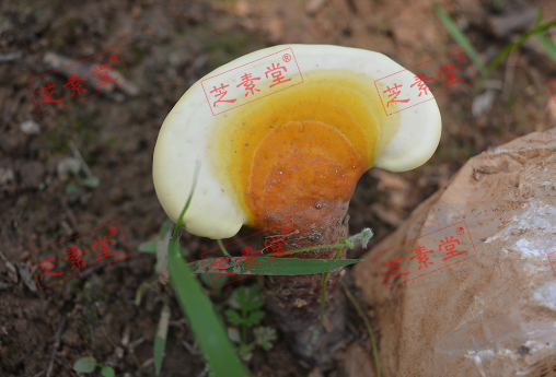 灵芝孢子粉有什么作用呢？-第1张图片-破壁灵芝孢子粉研究指南