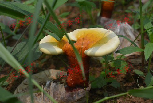 灵芝孢子粉价钱贵吗？-第1张图片-破壁灵芝孢子粉研究指南