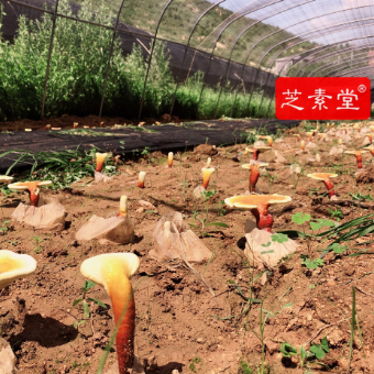 内分泌失调怎么调理好呢？-第1张图片-破壁灵芝孢子粉研究指南