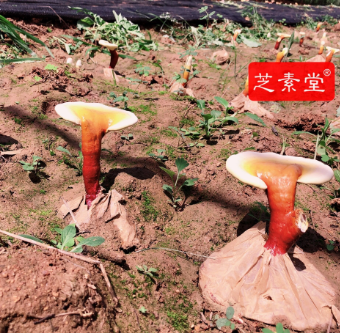 睡眠不好如何改善能好呢？-第1张图片-破壁灵芝孢子粉研究指南
