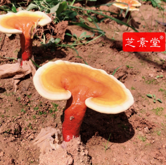 容易出汗怎么调理能好？-第1张图片-破壁灵芝孢子粉研究指南
