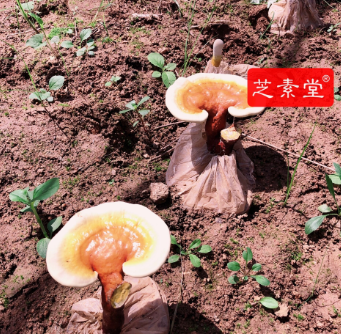 吃什么补肝脏效果好？-第1张图片-破壁灵芝孢子粉研究指南