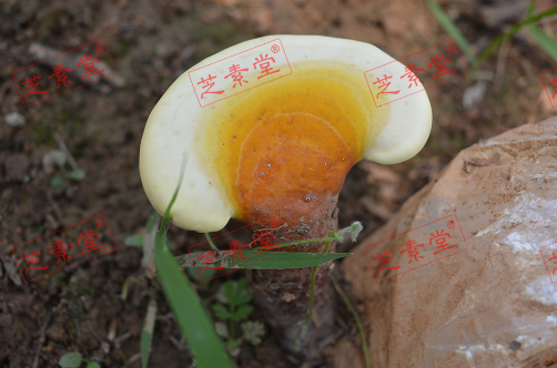 血糖有点高怎么控制比较好呢？-第1张图片-破壁灵芝孢子粉研究指南