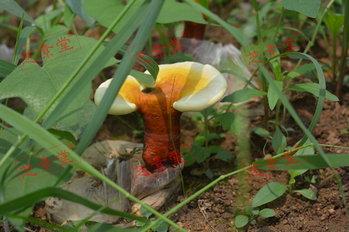 吃灵芝孢子粉有效果吗？-第1张图片-破壁灵芝孢子粉研究指南