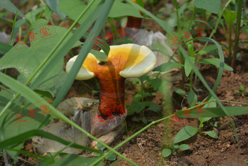 灵芝孢子粉十大排名第一是哪个？-第1张图片-破壁灵芝孢子粉研究指南