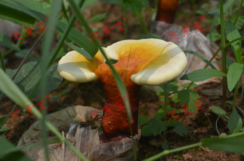 灵芝孢子粉禁忌食物有什么呢？-第1张图片-破壁灵芝孢子粉研究指南