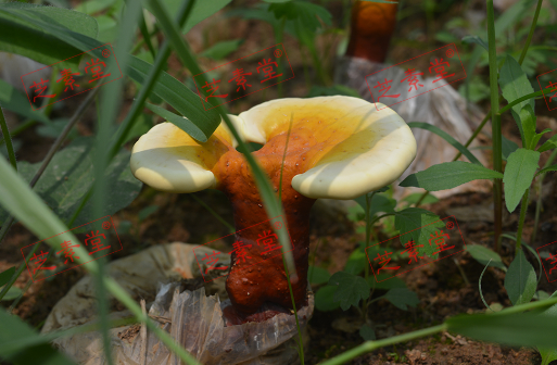 吃灵芝孢子粉禁忌其它食物吗？有什么需要注意的？-第1张图片-破壁灵芝孢子粉研究指南