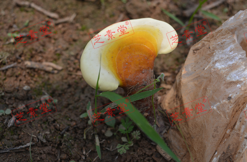 血压高能吃灵芝孢子粉吗？效果怎么样？-第1张图片-破壁灵芝孢子粉研究指南
