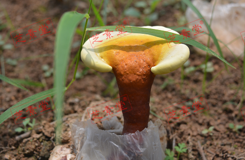 高血压可以吃灵芝孢子粉吗？-第1张图片-破壁灵芝孢子粉研究指南
