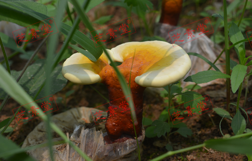 高血压人能吃灵芝孢子粉吗？-第1张图片-破壁灵芝孢子粉研究指南