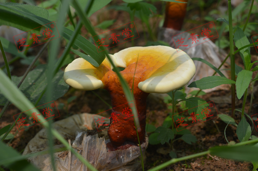 灵芝和灵芝孢子粉功效有什么区别呢？哪个更好？-第1张图片-破壁灵芝孢子粉研究指南