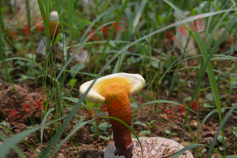 香港同仁堂灵芝孢子粉价格贵吗？-第1张图片-破壁灵芝孢子粉研究指南