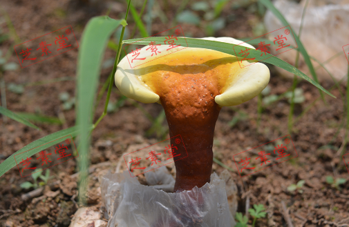 灵芝孢子粉质量排名首位是哪个？-第1张图片-破壁灵芝孢子粉研究指南