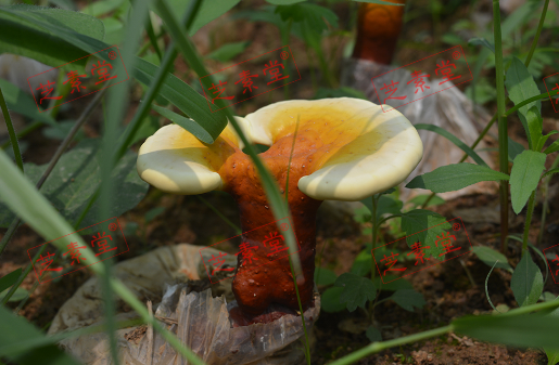 灵芝孢子粉能治脱发吗？效果好不好？-第1张图片-破壁灵芝孢子粉研究指南