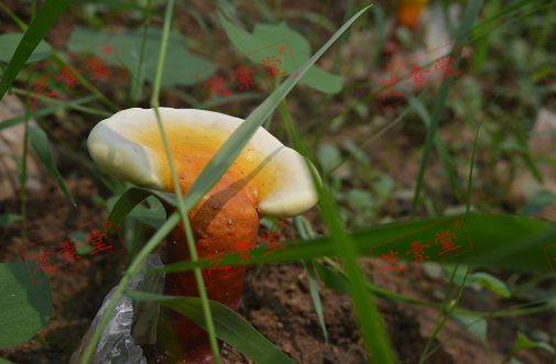 灵芝孢子粉能降血压吗？效果好不好呢？-第1张图片-破壁灵芝孢子粉研究指南