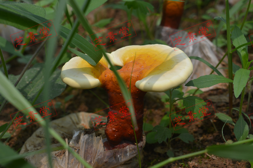 灵芝孢子粉对肝脏损伤能用吗？效果好不好？-第1张图片-破壁灵芝孢子粉研究指南