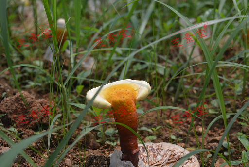 吃灵芝孢子粉能预防癌症吗？-第1张图片-破壁灵芝孢子粉研究指南