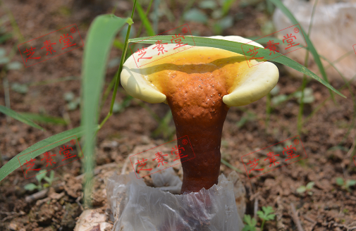 灵芝孢子粉热水冲还是温水比较好呢？-第1张图片-破壁灵芝孢子粉研究指南