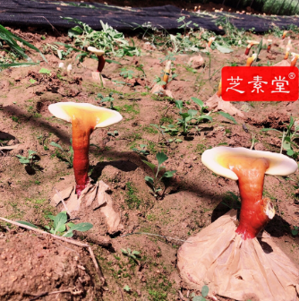 灵芝孢子粉每次吃多少比较好呢？-第1张图片-破壁灵芝孢子粉研究指南