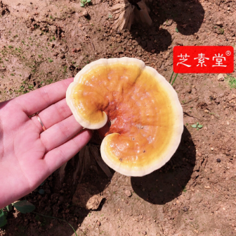 灵芝孢子粉调理肠胃吗？效果好不好？-第1张图片-破壁灵芝孢子粉研究指南