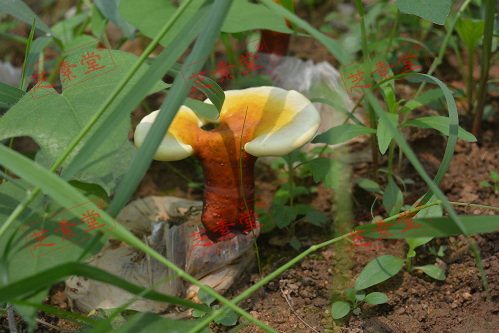 灵芝孢子粉鉴定方法你知道吗？-第1张图片-破壁灵芝孢子粉研究指南