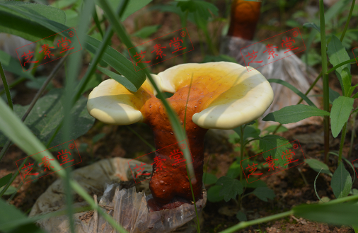 肺结核能吃灵芝孢子粉吗？效果好吗？-第1张图片-破壁灵芝孢子粉研究指南