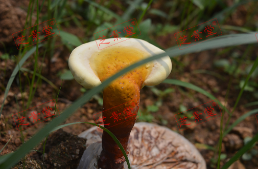 灵芝孢子粉有油花是好是坏？-第1张图片-破壁灵芝孢子粉研究指南