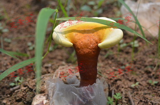 得了肝癌能吃灵芝孢子粉胶囊吗？-第1张图片-破壁灵芝孢子粉研究指南