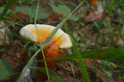 肝癌术后可以吃灵芝孢子粉吗？-第1张图片-破壁灵芝孢子粉研究指南