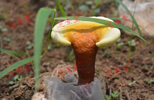 肝癌术后能喝灵芝孢子粉吗?-第1张图片-破壁灵芝孢子粉研究指南 肝癌术后能喝灵芝孢子粉吗?-第1张图片-破壁灵芝孢子粉研究指南