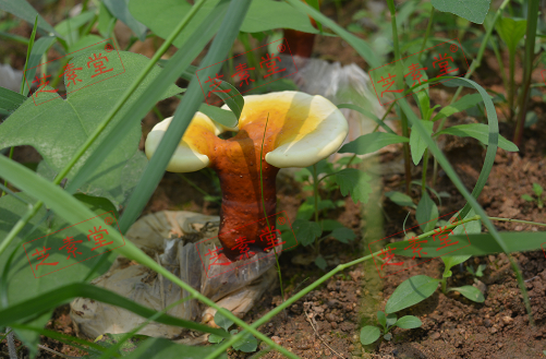 肝癌患者能喝灵芝孢子粉吗？效果好不好？-第1张图片-破壁灵芝孢子粉研究指南