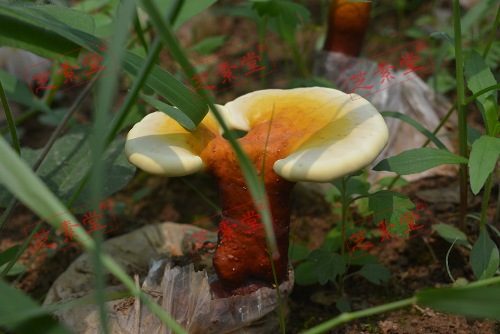 服用灵芝孢子粉能抗肝癌吗？-第1张图片-破壁灵芝孢子粉研究指南