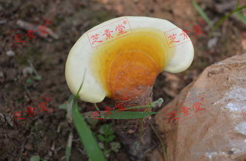 运芝牌破壁灵芝孢子粉多少钱一盒呢?-第1张图片-破壁灵芝孢子粉研究指南 运芝牌破壁灵芝孢子粉多少钱一盒呢?-第1张图片-破壁灵芝孢子粉研究指南
