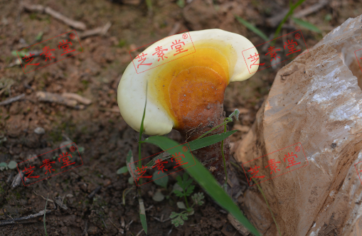 运芝牌破壁灵芝孢子粉颗粒怎么样呢好不好?-第1张图片-破壁灵芝孢子粉研究指南 运芝牌破壁灵芝孢子粉颗粒怎么样呢好不好?-第1张图片-破壁灵芝孢子粉研究指南