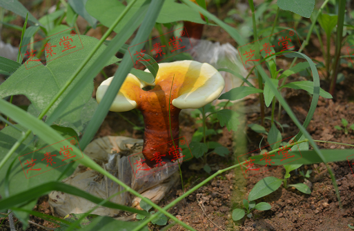 运芝牌破壁灵芝孢子粉价格多少呢?-第1张图片-破壁灵芝孢子粉研究指南 运芝牌破壁灵芝孢子粉价格多少呢?-第1张图片-破壁灵芝孢子粉研究指南