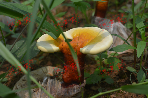 运芝牌破壁灵芝孢子粉过期2个月还能吃吗?-第1张图片-破壁灵芝孢子粉研究指南 运芝牌破壁灵芝孢子粉过期2个月还能吃吗?-第1张图片-破壁灵芝孢子粉研究指南