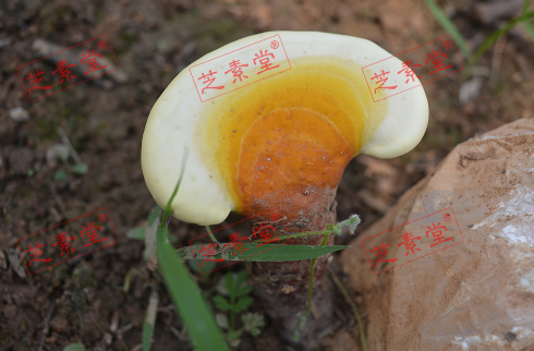 丹华牌灵芝孢子粉的价格是多少呢？-第1张图片-破壁灵芝孢子粉研究指南