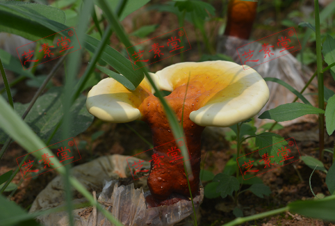 破壁灵芝孢子粉排行榜第一是哪个？-第1张图片-破壁灵芝孢子粉研究指南